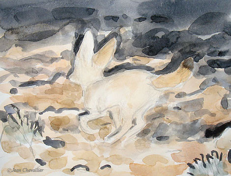 Fennec, Vulpes zerda, aquarelle Jean Chevallier