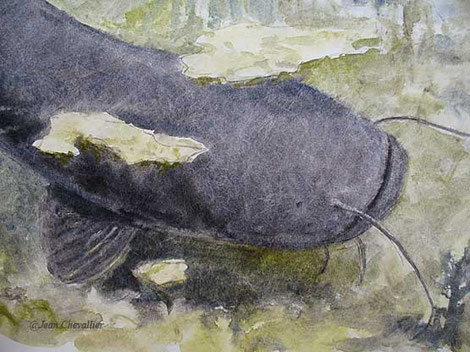 silure, aquarelle Jean Chevallier (détail)