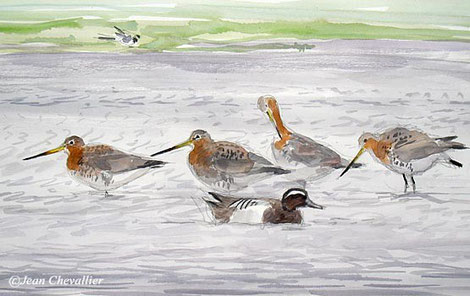 Barges à queue noire (Limosa limosa) aquarelle jean Chevallier