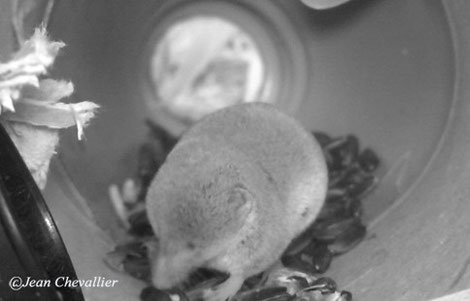 Musaraigne couronnée Sorex coronatus Photo Jean Chevallier