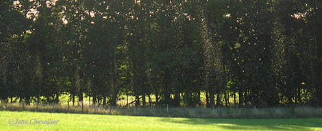 Colonnes d'insectes au dessus d'un pré