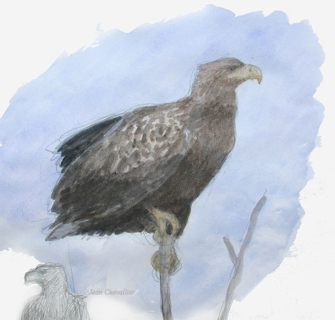 Pygargue Haliaeetus albicilla aquarelle Jean Chevallier