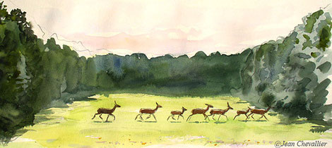 Biches et cerfs, aquarelle Jean Chevallier