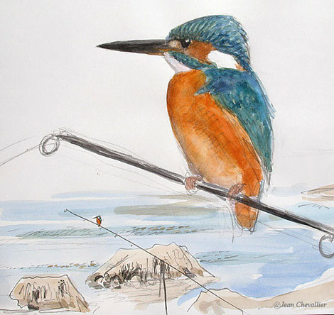 Martin pêcheur (Alcedo Athis), sur sa canne. Aquarelle Jean Chevallier