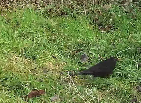 le même oiseau en mouvement (extrait de video, détail)