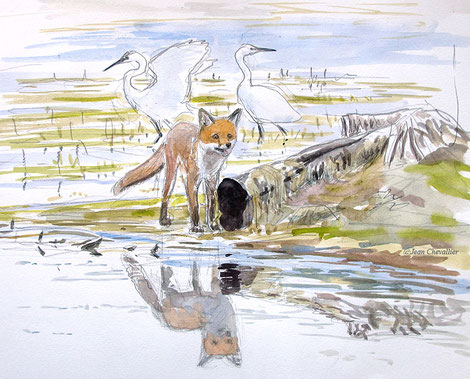 renard et aigrettes garzettes, aquarelle Jean Chevallier