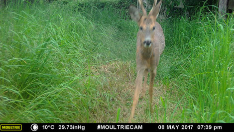 En mode photo, (photo réduite ici), la qualité est agréable. Mais l'animal , qui bouge, est flou.