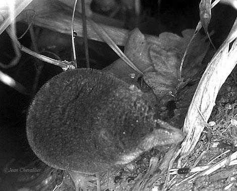 Crossope Neomys fodiens, au Stealthcam G42NG adapté, photo Jean Chevallier