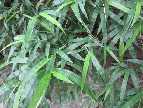 കാക്കര - സ്വന്തം സൃഷ്ടി സൃഷ്ടിച്ച "Bamboo - മുള 02". വിക്കിമീഡിയ കോമൺസ് - https://commons.wikimedia.org/wiki/File:Bamboo_-_%E0%B4%AE%E0%B5%81%E0%B4%B3_02.JPG#/media/File:Bamboo_-_%E0%B4%AE%E0%B5%81%E0%B4%B3_02.JPG വഴി സി.സി. ബൈ-എസ്.എ. 3.0 ഉപയോഗാനുമതി നൽകി