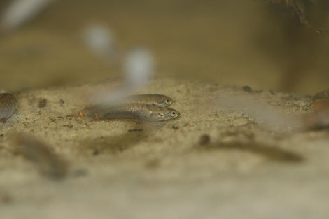 Foto, Tobias Maurer