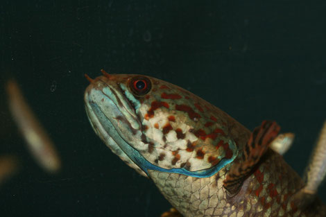 Foto, Tobias Maurer