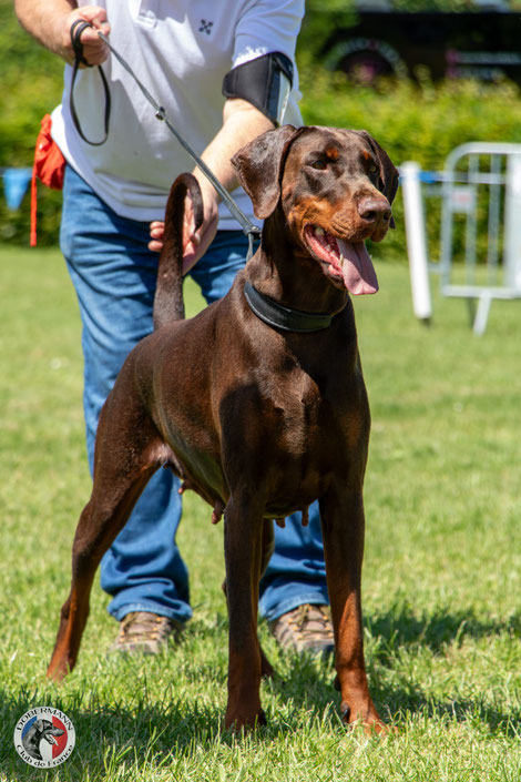 ch. Sircey Della Guardia Néra - Championne de France 2026