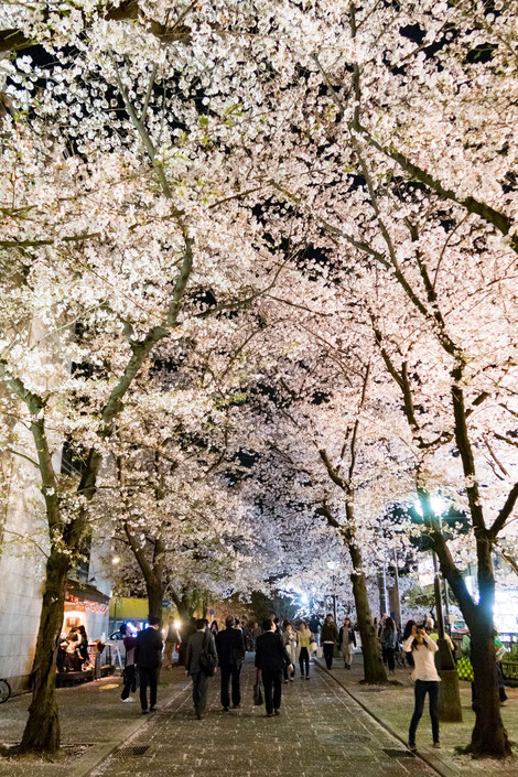 京都・祇園白川ライトアップの桜