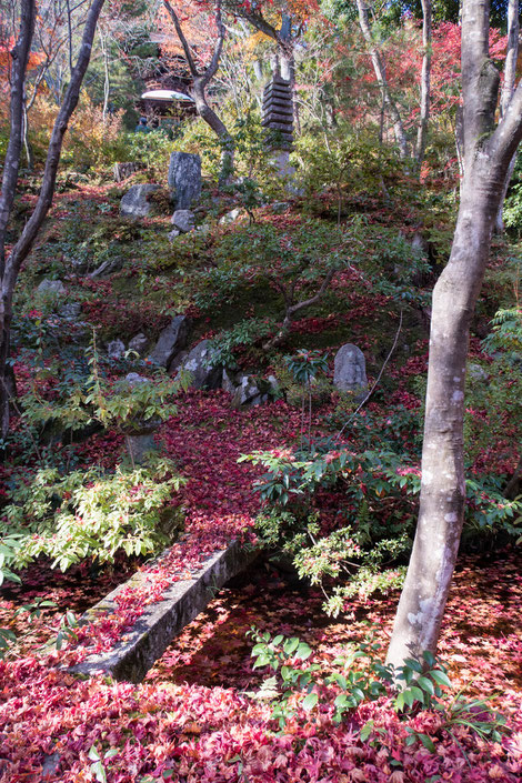 嵐山・常寂光寺の紅葉