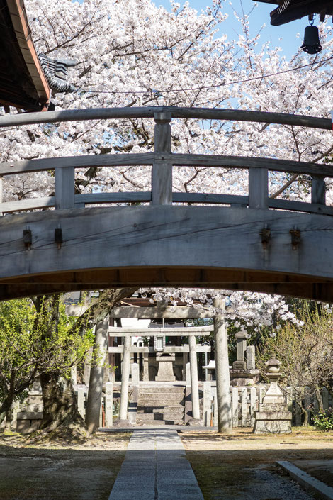 京都・妙顕寺の桜