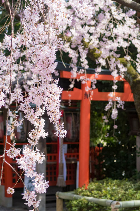 京都・水火天満宮の紅しだれ桜