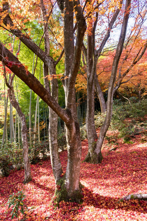 嵐山・常寂光寺の紅葉　敷紅葉