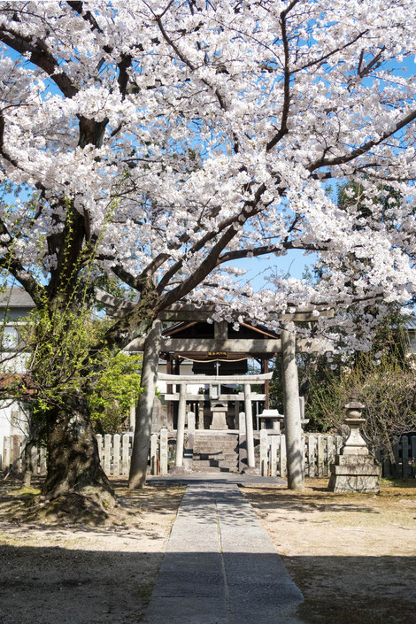 京都・妙顕寺の桜