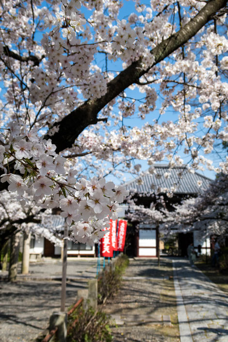 京都・本法寺の桜