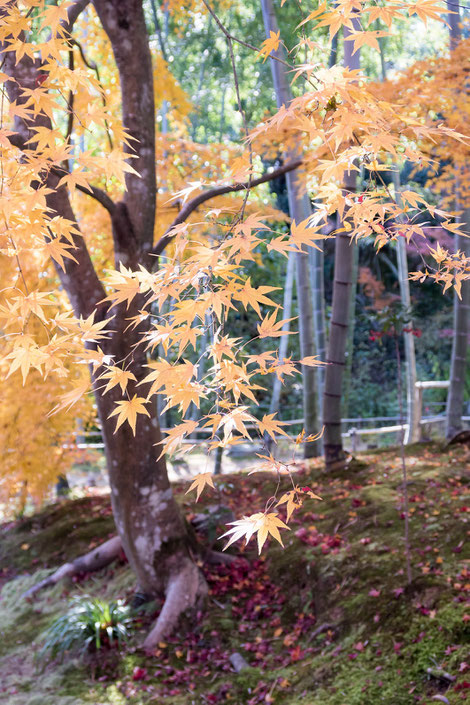 嵐山・常寂光寺の紅葉