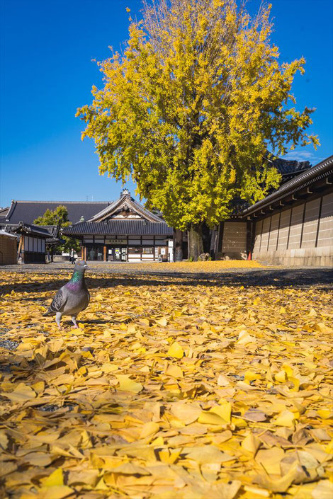 西本願寺のイチョウの木とハト