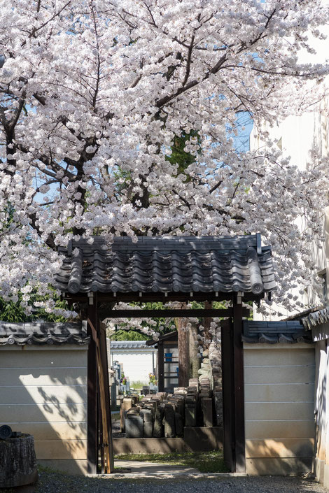 京都・本法寺の桜