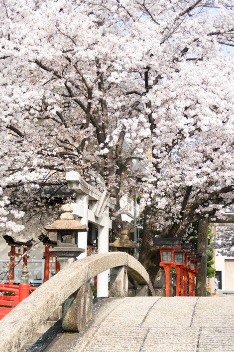 京都・六孫王神社の桜