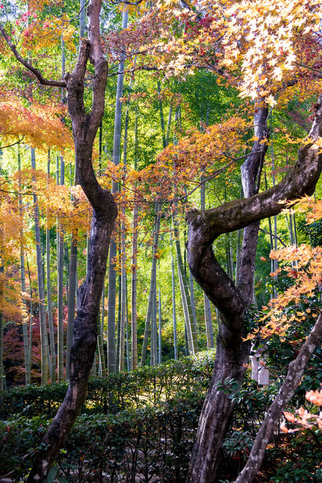 嵐山・常寂光寺の紅葉と竹林