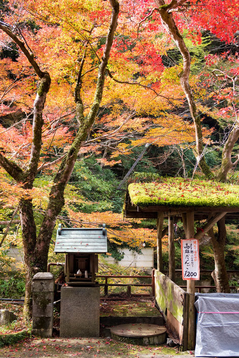 高雄紅葉　高雄だんご