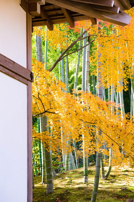 嵐山・常寂光寺の紅葉と竹林