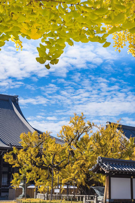 西本願寺の銀杏