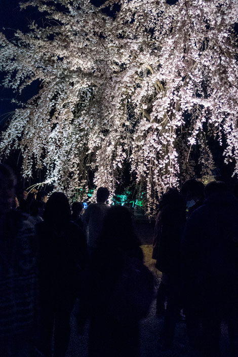 京都二条城桜祭りライトアップ枝垂れ桜