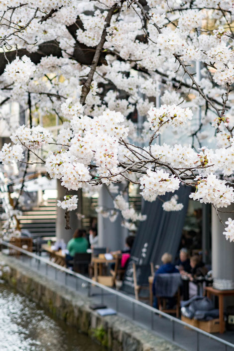 京都高瀬川の桜(ソメイヨシノ)