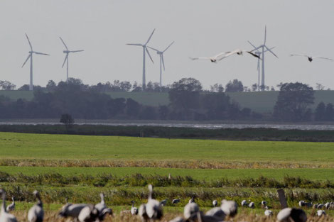 Attention aux éoliennes