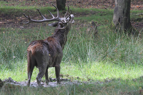 Brame du cerf
