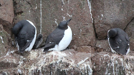Guillemots de brûnnich