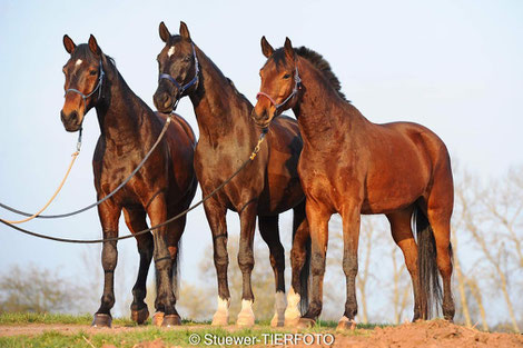 Enzo links, Diego mitte und Leo rechts