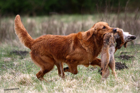 karakter golden retriever karakter de goldens golden retriever vereniging karakter golden retriever karakter de goldens golden retriever vereniging