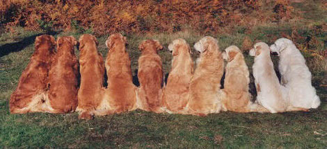 Rasstandaard Golden Retriever Vereniging