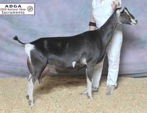 SGCH Tempo Aquila Xocati 6*M, dam of Xtra.  Use of this photo courtesy of Tempo Aquila Alpines