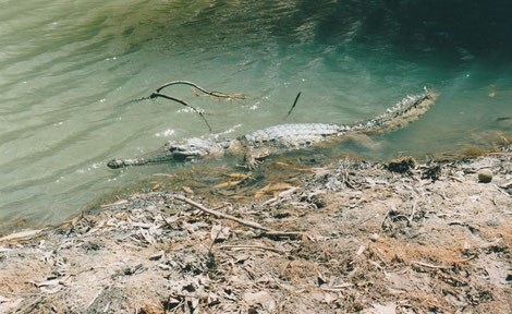 Süßwasserkrokodil im seichten Wasser