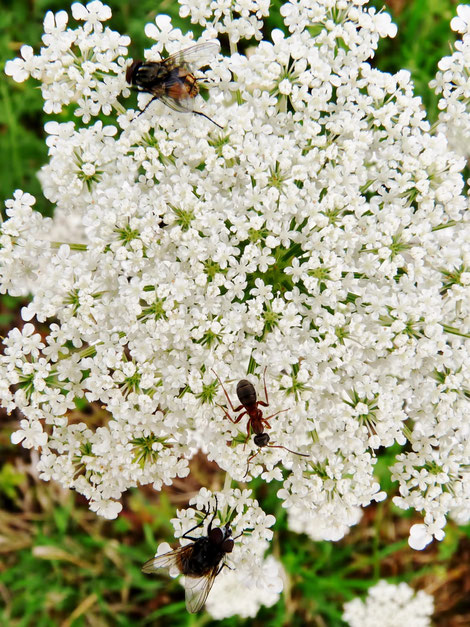 Fourmi et mouches / Ant and flies / photo de crystal jones / jardin secret de crystal jones