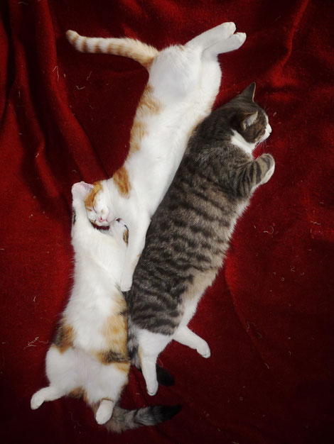 Chatton écaille de tortue Bella, chatton roux et blanc Gandalf et chat gris Killian / Kitten tortoiseshell, red and white kitten and gray cat / photo de crystal Jones / Jardin secret de crystal Jones