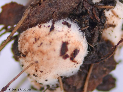 Der Großsporige Erbsentrüffel Glomus macrocarpum, ein nachgewiesener Brutpilz von Odonteus armiger.