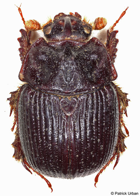 Männchen von Odonteus armiger (Scopoli, 1772)