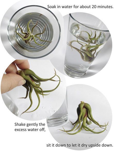 Air Plant Care, Getting Started by PASiNGA