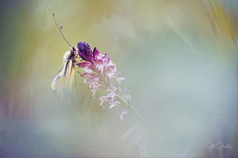 Les règles d'or: Gestion de la lumière, de la profondeur de champ, du Bokeh et de la vitesse d'obturation. Le cadrage et la composition.