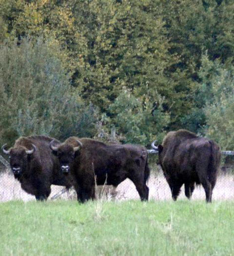 Wisente im Nationalpark Bialowieza