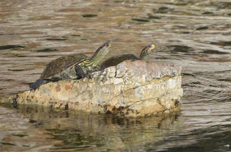 Sumpfschildkröten