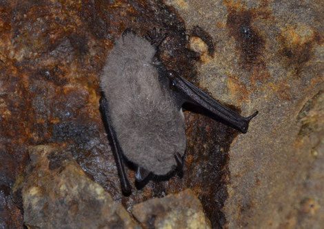 Wasserfledermaus